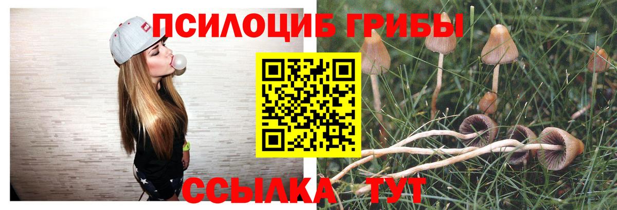 Черняховск  Псилоцибиновые грибы Psilocybine cubensis  Вход с VPN 