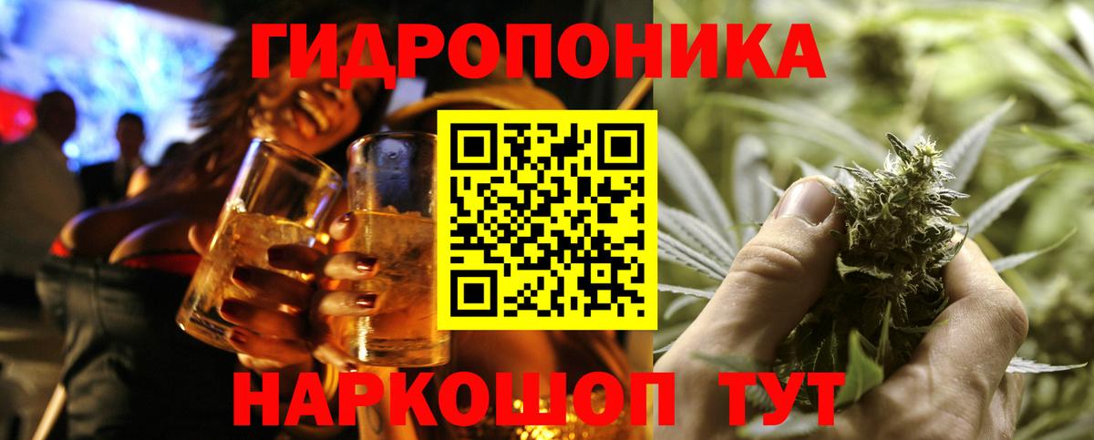 Конопля сатива Черняховск